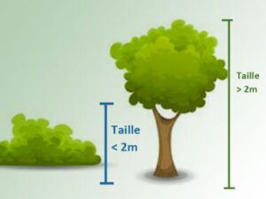 Taille Des Haies Et Des Arbres